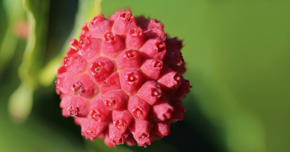 Close up of a Kouse Dogwood berry, bright red with nodules. 