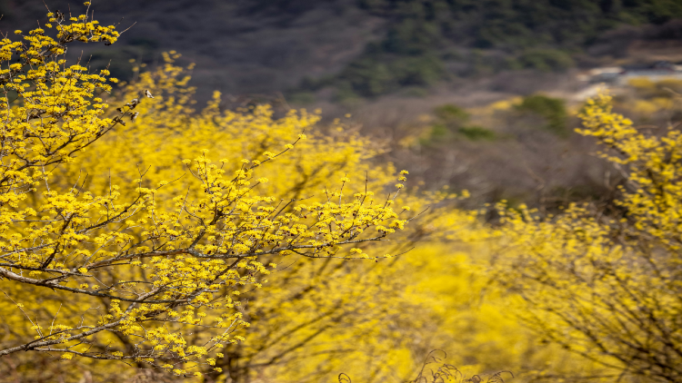 Cornelian Cherry Dogwood tree branches with abundant yellow blossoms against a blurred rocky background.